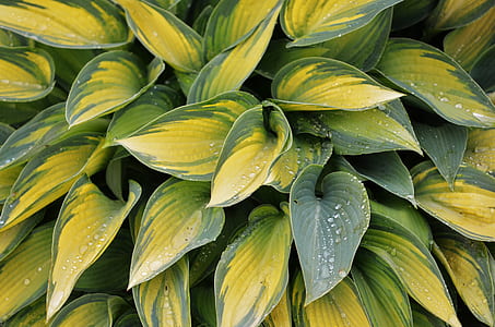 water droplets on plant's leaves thumbnail