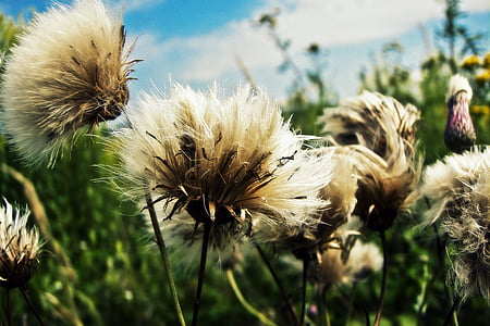white dandelion flowers thumbnail