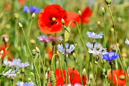 blue and red flower field thumbnail