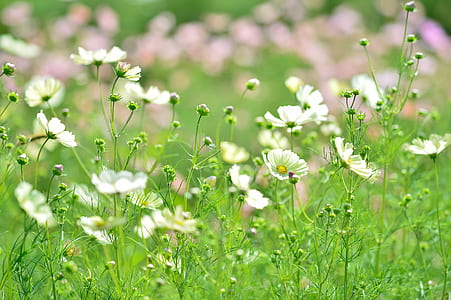 white petaled flower field thumbnail