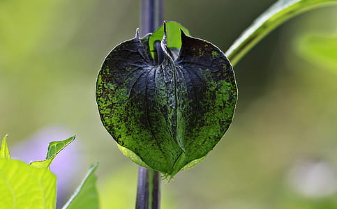 green and black leaves plant thumbnail