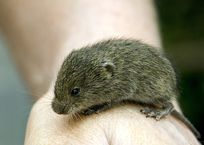 brown rodent on person's skin thumbnail