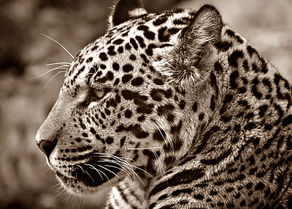 macro photography of cheetah thumbnail