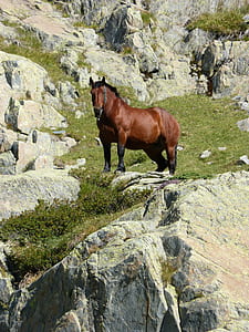 brown horse under sunny sky thumbnail