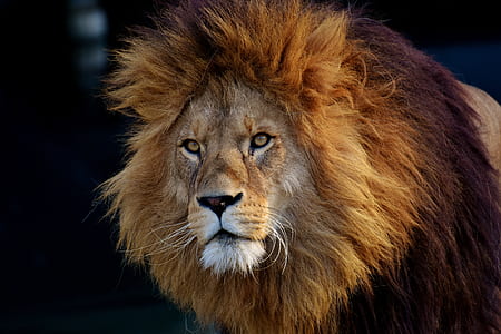 brown lion thumbnail