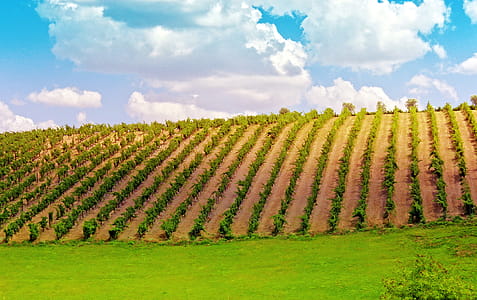 Widely considered one of the most beautiful wine producing regions in the world, the Douro Wine Region Valley is the oldest demarcated wine region in the world. This remote, rugged natural and cultural landscape is a UNESCO World Heritage Site. thumbnail