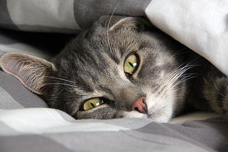 silver tabby cat thumbnail