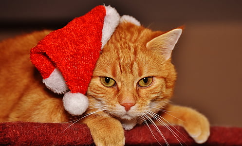 orange tabby cat wearing Santa hat thumbnail