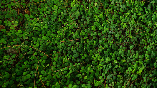 green leaf plants on the ground thumbnail