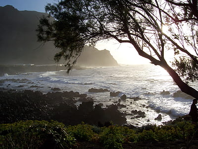 silhouette of tree near sea thumbnail