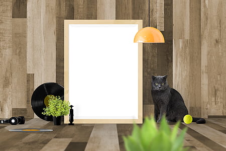 Russian blue cat thumbnail