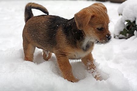 short-coated tan and black puppy standing on snow thumbnail