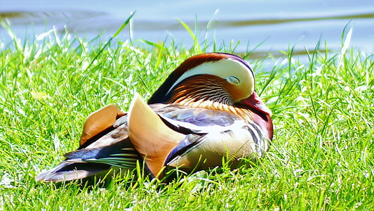 macro shot photography of duck in grass field during daytime thumbnail