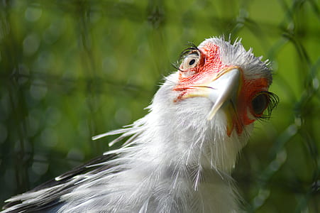 selective focus photography of secretary bird thumbnail