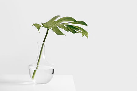 green leaf plant in clear glass vase thumbnail