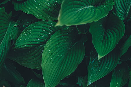 shallow focus photo of green leaves thumbnail