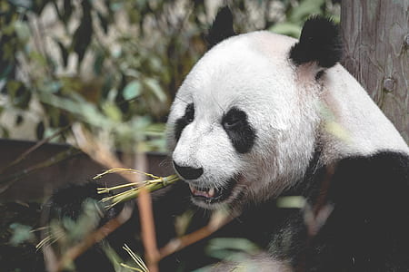 panda eating sugar cane thumbnail