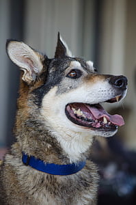 black, white, and tan dog showing tongue wearing blue collar thumbnail