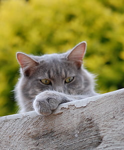 short-coated gray cat thumbnail