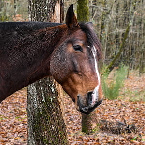 brown horse standing beside tree thumbnail