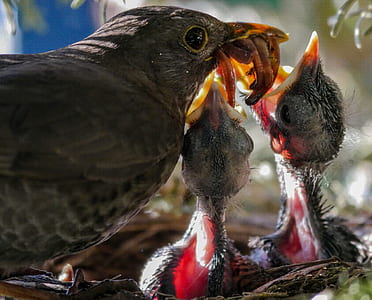bird feeding birds with worms thumbnail