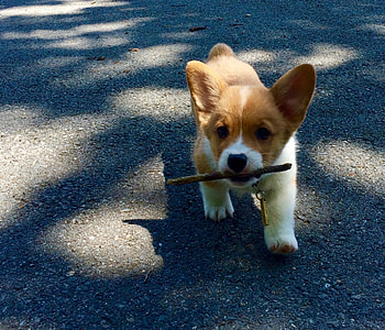 short-coated brown and white puppy biting a brown rod thumbnail