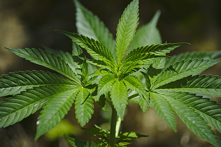 closeup photography of cannabis plant thumbnail