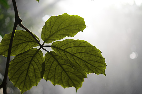 green leaves thumbnail