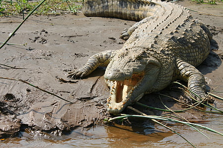 gray crocodile thumbnail