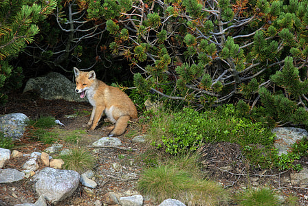 tan fox under green leaf tree during nighttime thumbnail