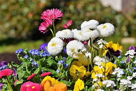 focused photo of flowers thumbnail