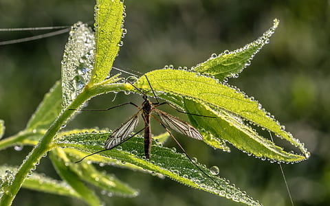 brown crane fly perching on green plant in selective-focus photography thumbnail