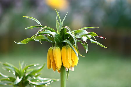 selective focus photography of yellow petaled flowers thumbnail