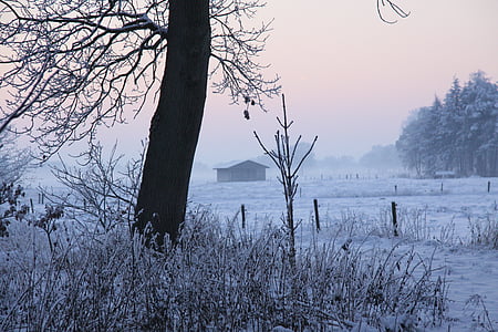 brown bare tree covered with snow at daytime thumbnail
