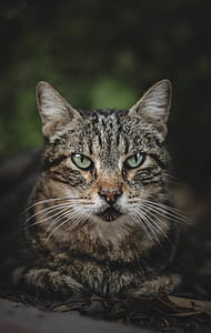 photo of brown tabby cat thumbnail