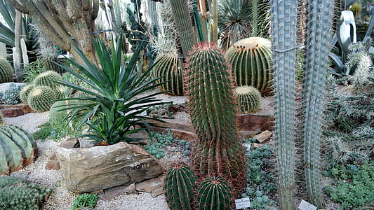 photo of green cactus thumbnail