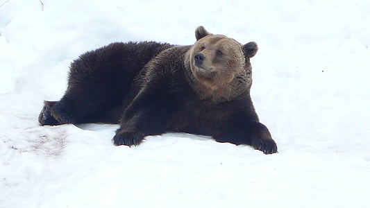 bear lying on snow thumbnail