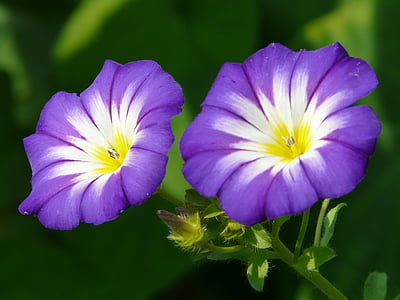 two purple flowers with green stems thumbnail