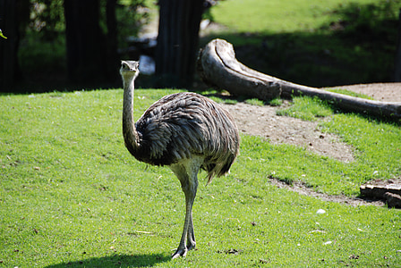 grey ostrich standing on green grass field thumbnail