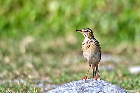selective photography of brown long beak bird thumbnail