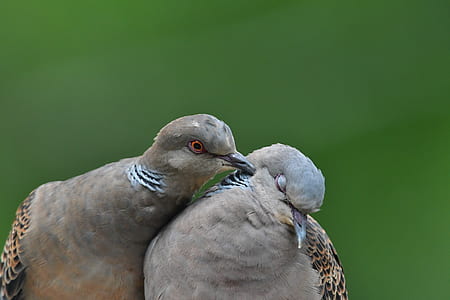 two cuddling brown pigeons thumbnail