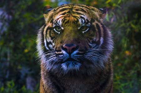 shallow focus photography of tiger thumbnail