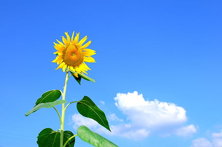 sunflower direct on sunlight thumbnail