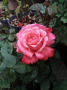 close-up photo of pink rose thumbnail