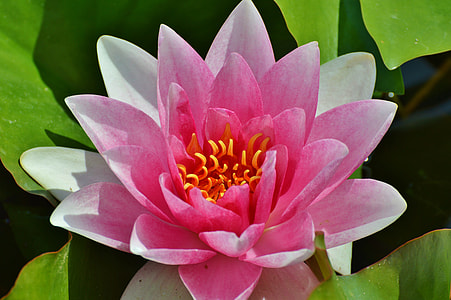 sunlight over pink flower in macro shot photography thumbnail