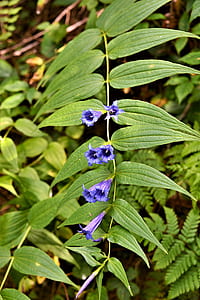 selective focus photo of purple petaled flowers thumbnail