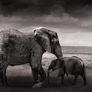 grayscale photography of two elephants on field thumbnail
