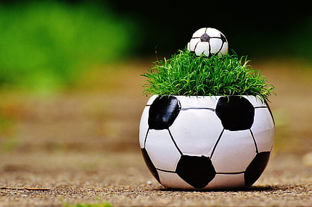 green leaf plant in white and black soccer ball pot thumbnail