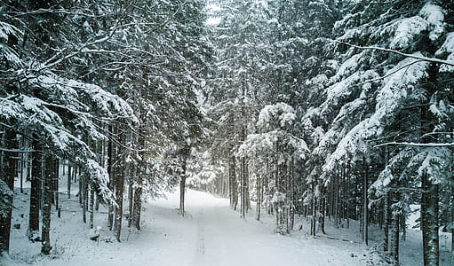 snowy path surrounded by pine trees covered with snow during daytime thumbnail