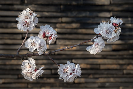 photo of white petaled flowers thumbnail